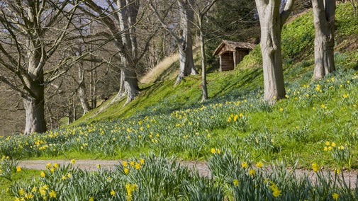 A view of a path along the river bank, with a grassy bank of shrubs and daffodils on the left and a stone wall blocking the River Wye on the right.